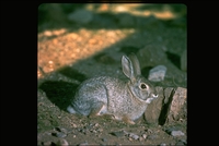 : Sylvilagus audubonii; Desert Cottontail