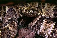 : Bothrops taeniatus; Speckled Forest Pitviper