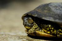 : Emys orbicularis; European Pond Turtle