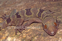 : Hemidactylus fasciatus