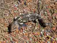 : Tiliqua rugosa; Shingleback