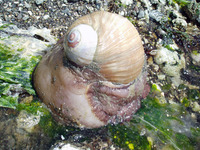 : Euspira lewisii (formerly polinices lewisii); Lewis's Moonsnail