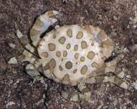 : Lissocarcinus orbicularis