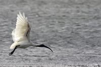 Threskiornis melanocephalus   Black-headed Ibis photo