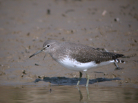 민물도요 Calidris alpina | dunlin