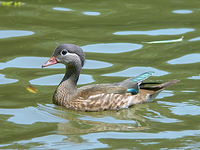 원앙 Aix galericulata | mandarin duck