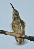 Streaked Spiderhunter by Adrian O'Neill
