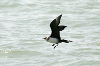 Arctic Skua