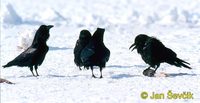 Photo of krkavec velký, Corvus corax, Raven, Kolkrabe