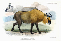 Joseph Smit Chinese Takin