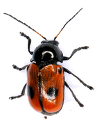 Cryptocephalus bipunctatus
