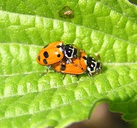 Hippodamia variegata var. novempunctata