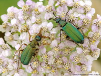 Cerocoma schreberi