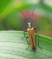 Oedemera femorata