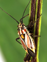 Leptopterna dolabrata