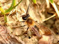 Andrena gravida