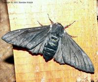 Biston betularia - Peppered Moth