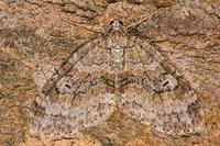 Nothocasis sertata