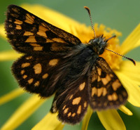 Carterocephalus palaemon - Chequered Skipper