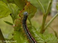 Malacosoma neustria - The Lackey
