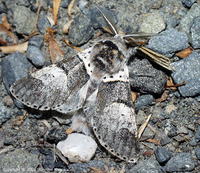 Furcula bifida - Poplar Kitten