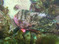 ...Image of Cyclopterus lumpus, Lumpsucker, Almindelig stenbider, Kulso, Kvabso, Stenbider, Snotolf