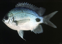 Abudefduf sparoides, False-eye sergeant: aquarium