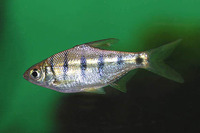 Osteobrama belangeri, : fisheries, aquaculture