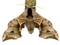 Smerinthus ocellata - Eyed Hawk-moth