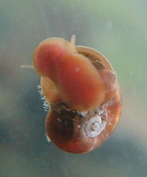 Planorbella anceps