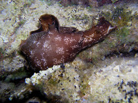 Aplysia punctata