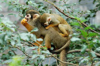 Image of: Saimiri sciureus (South American squirrel monkey)