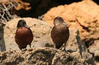 Anas castanea - Chestnut Teal