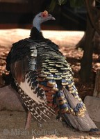 Meleagris ocellata - Ocellated Turkey