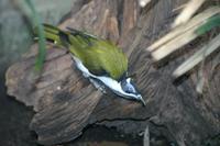 Entomyzon cyanotis - Blue-faced Honeyeater