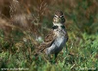 Melanocorypha calandra - Calandra Lark