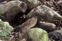 Zonotrichia atricapilla - Golden-crowned Sparrow