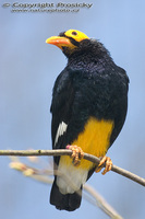 Mino dumontii - Yellow-faced Mynah