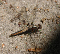 Image of: Libellula julia