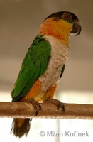 Pionites melanocephala - Black-headed Parrot