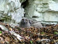 Bubo bubo - Eagle Owl