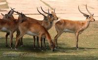 Kobus leche kafuensis - Kafue Lechwe