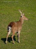 Cervus nippon pseudaxis - Indochinese sika deer