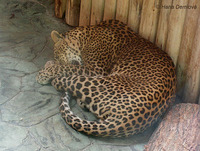 Panthera pardus kotiya - Sri Lanka Leopard