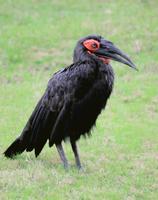 Image of: Bucorvus leadbeateri (southern ground hornbill)