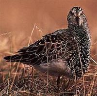 Image of: Calidris melanotos (pectoral sandpiper)