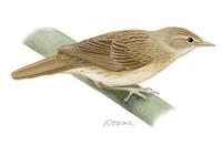 Image of: Locustella naevia (common grasshopper-warbler)