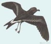 Image of: Oceanodroma leucorhoa (Leach's storm petrel)