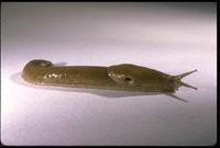 Image of: Ariolimax columbianus (banana slug)