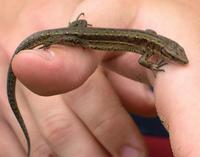 Image of: Lacerta vivipara (viviparous lizard)